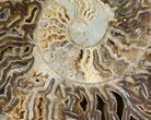 Choffaticeras (Daisy Flower) Ammonite - Madagascar #81281-2